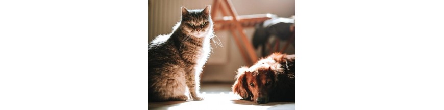 Vendita online Integratori e Antiparassitari per Cani e Gatti