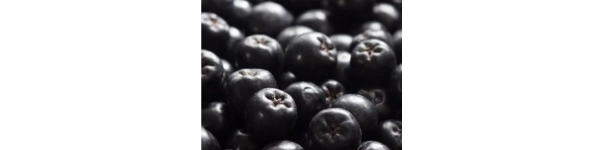 Rausch Linea Antigrigio all'Aronia per i Primi Capelli Grigi