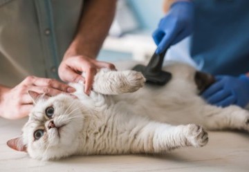 Come si cura il virus dell'Herpes dei gatti?